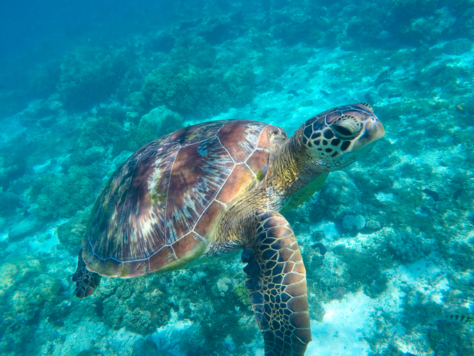 secret island philippines- Apo Island, Negros Oriental - turtle