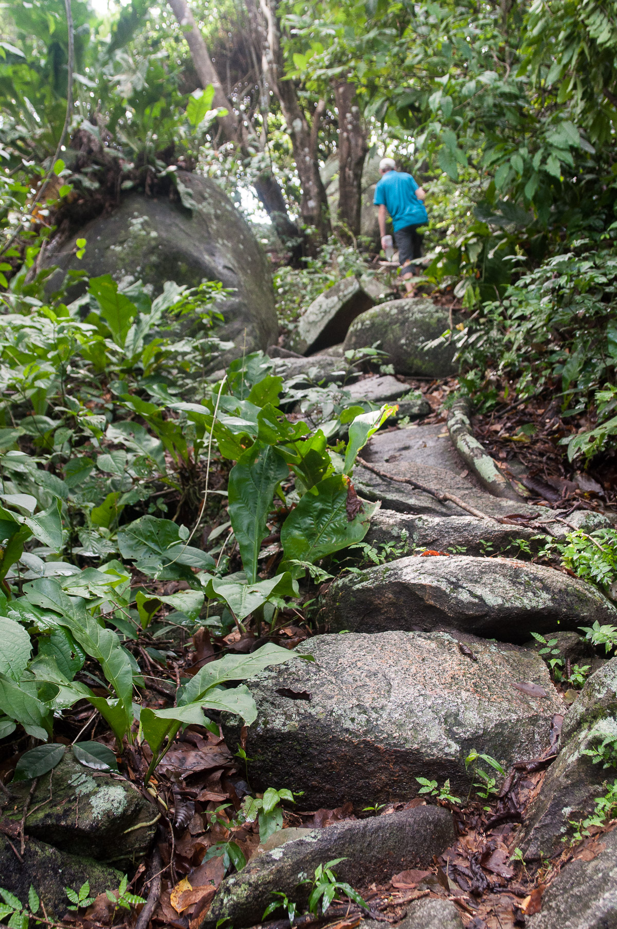 parc national naturel de tayrona - chemin
