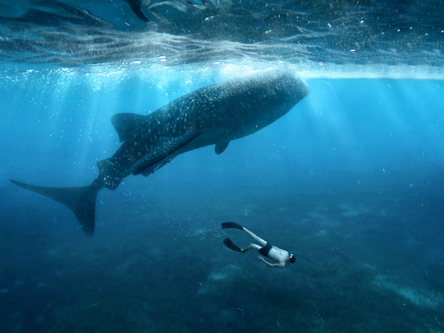 best places for animal lovers - whale shark