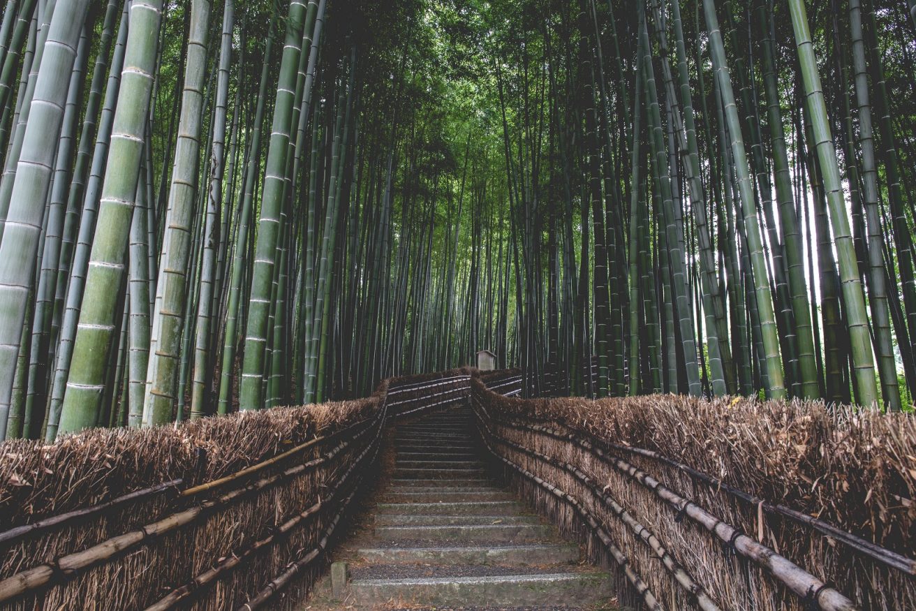 where to stay in Kyoto - Arashiyama - bamboo