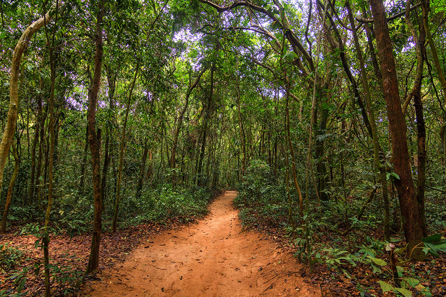 Things to do in Vietnam @thekiwicouple Cu Chi Tunnels forest