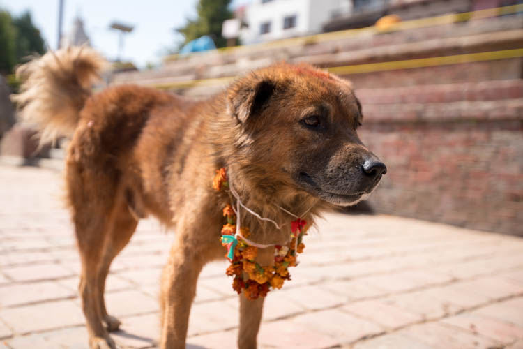 Tihar Festival - cane