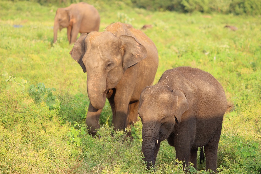 Backpacking Sri Lanka - elephants