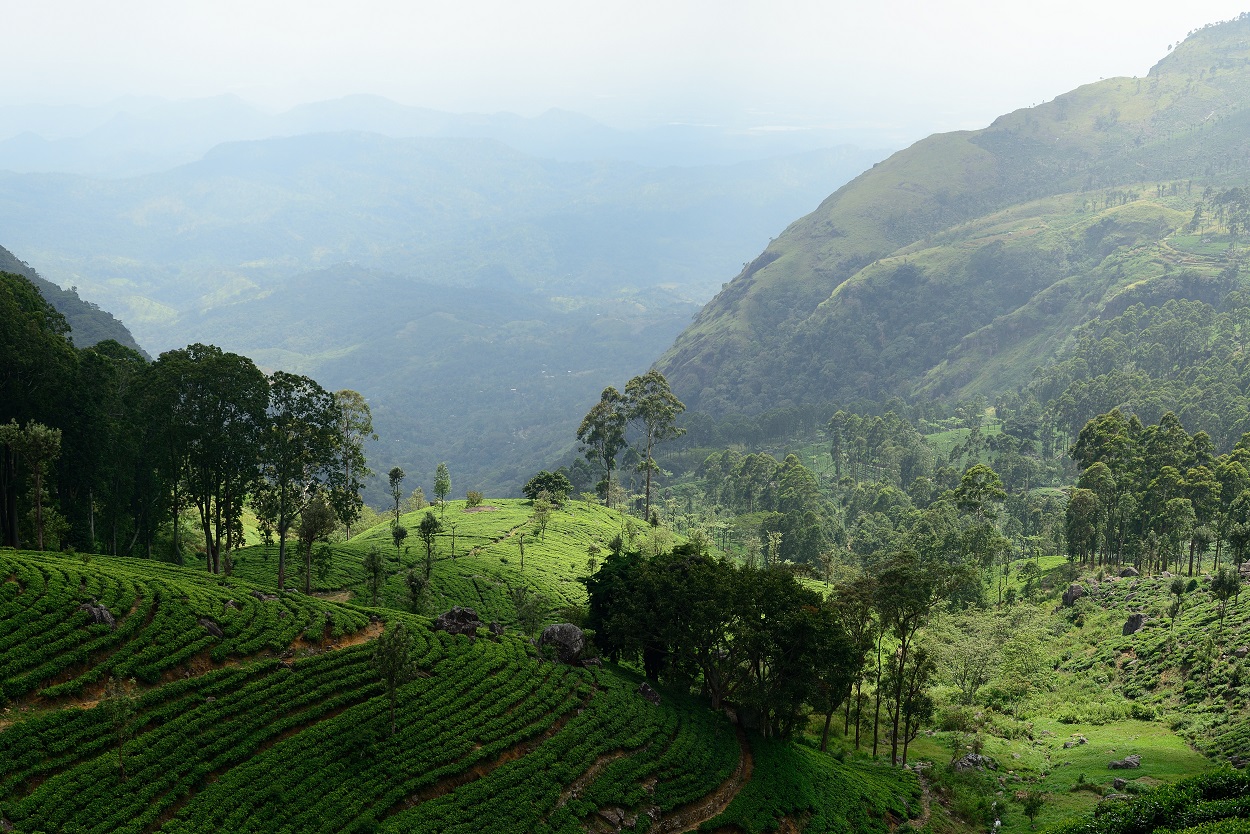 Backpacking Sri Lanka - Haputale misty mountains