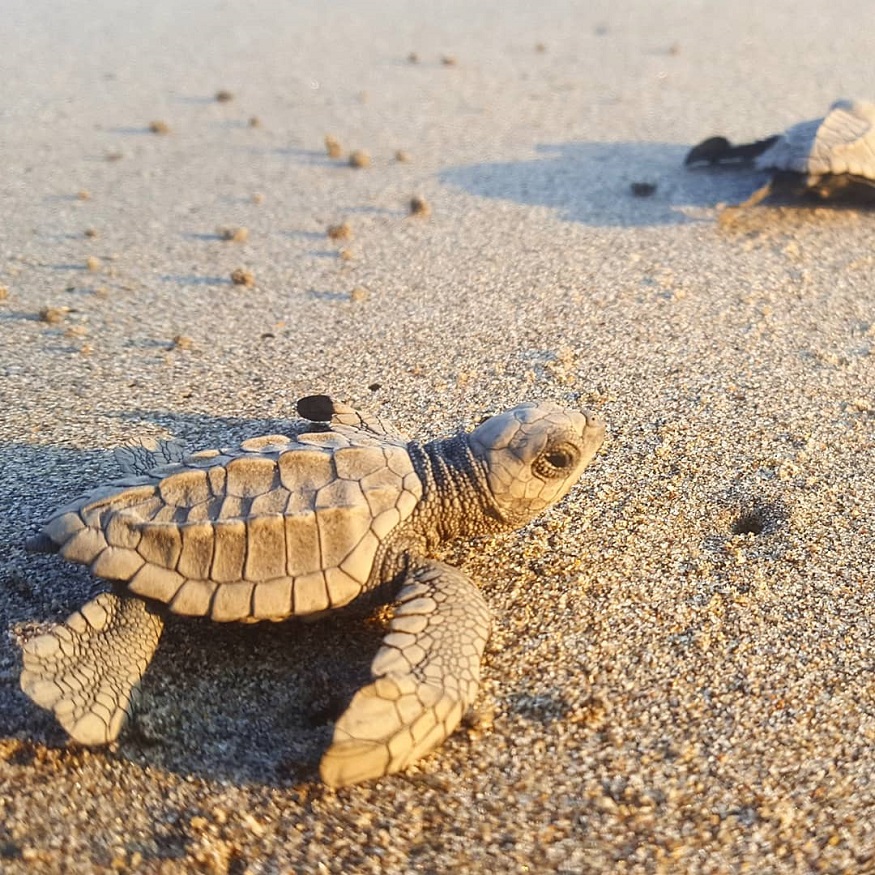 best places for animal lovers - mexico turtles
