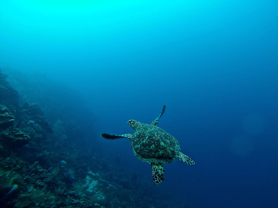 warm winter vacations -Roatan - turtle