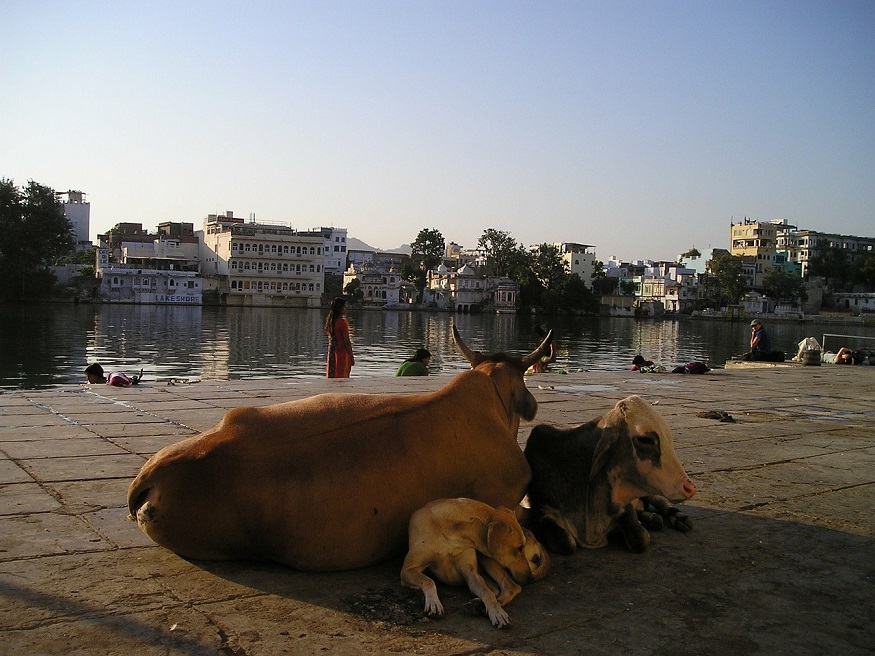 best places for animal lovers - cow
