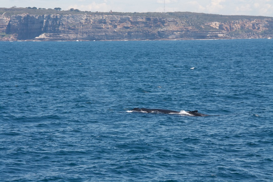best places for animal lovers - whale watching
