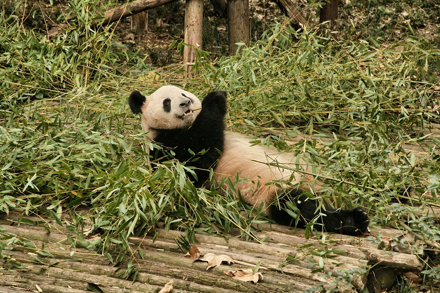 backpacking china - panda