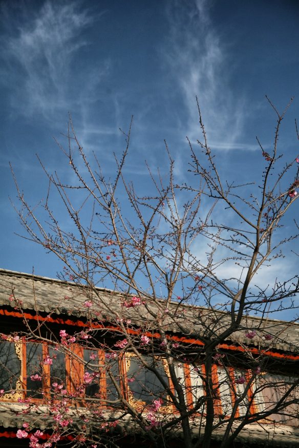 backpacking China - blossoms tree
