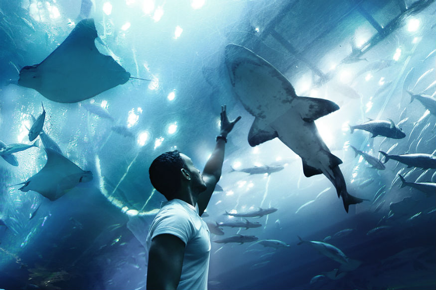 dubai cosa vedere - L’Acquario di Dubai