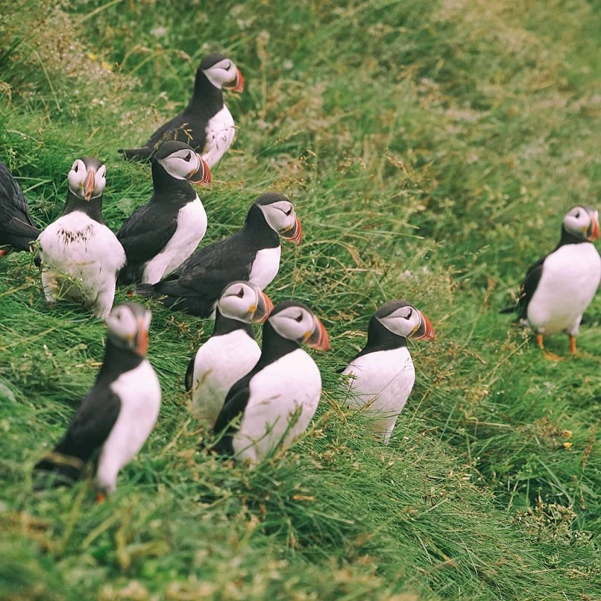backpacking Iceland - puffins