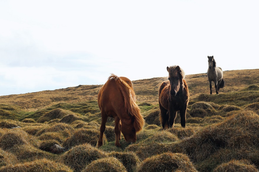 European safaris - Wild Horses, Germany