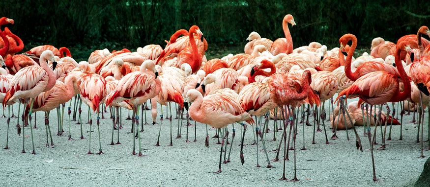 European safaris - Flamingos, France