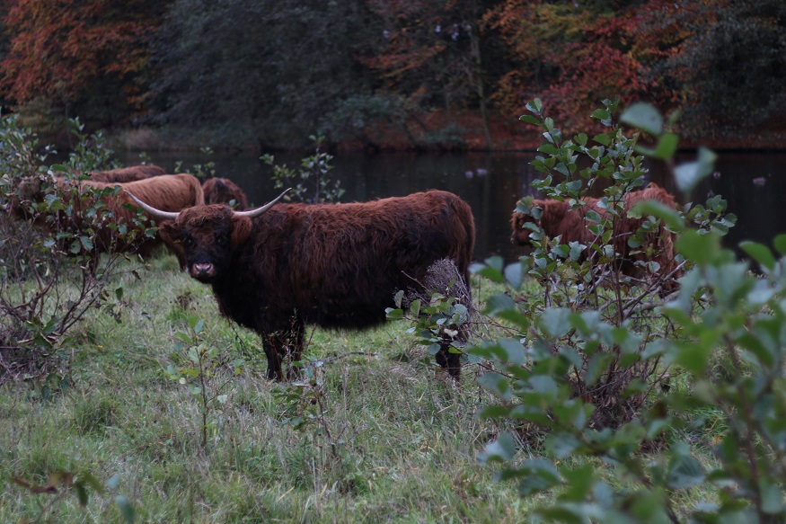 European safaris- Bison, Poland