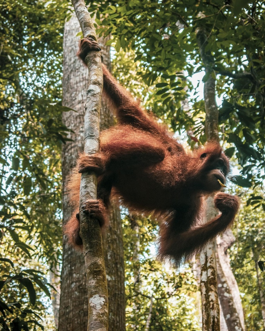 backpacking Malaysia - things to do in Malaysian Borneo - wild orangutans