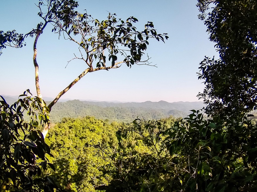 backpacking Malaysia - Malaysia Itinerary - jungle