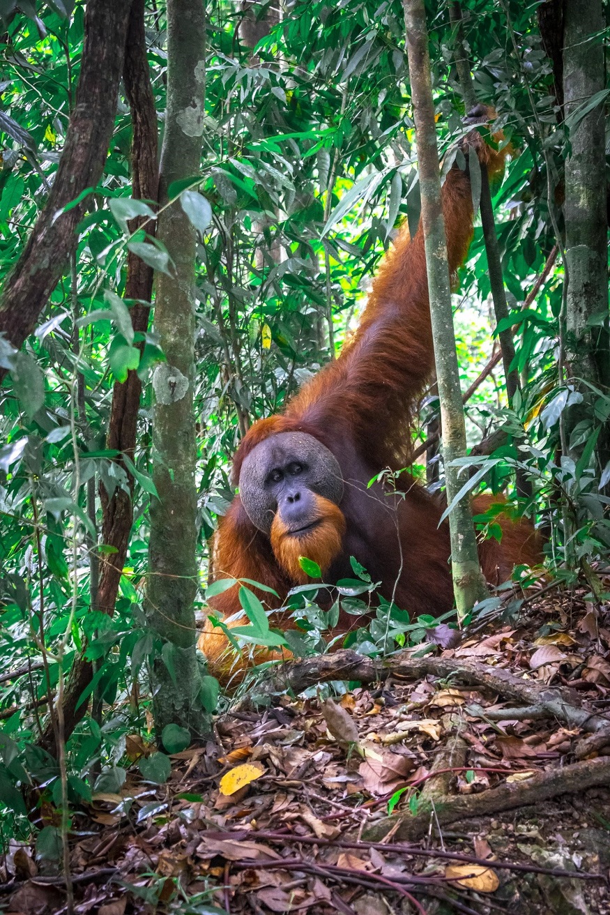 backpacking Malaysia - Malaysia Itinerary - orangutan
