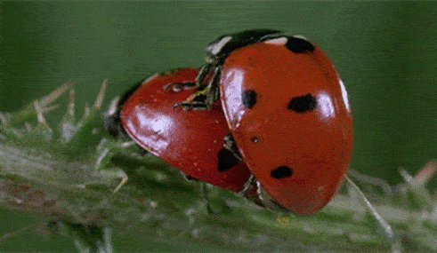 Ladybugs mating - Weird museums