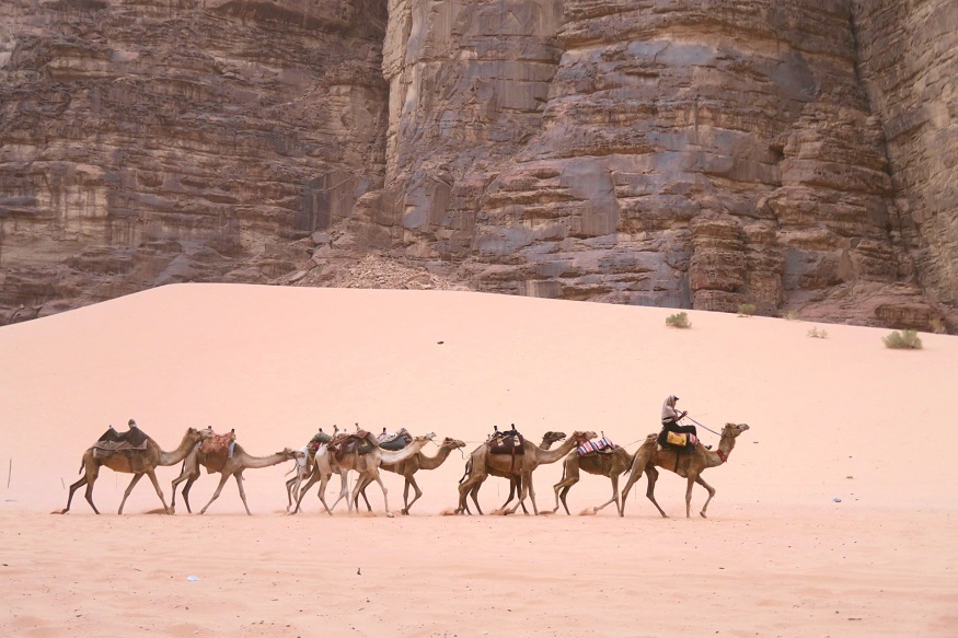 backpacking jordan - camels in the desert