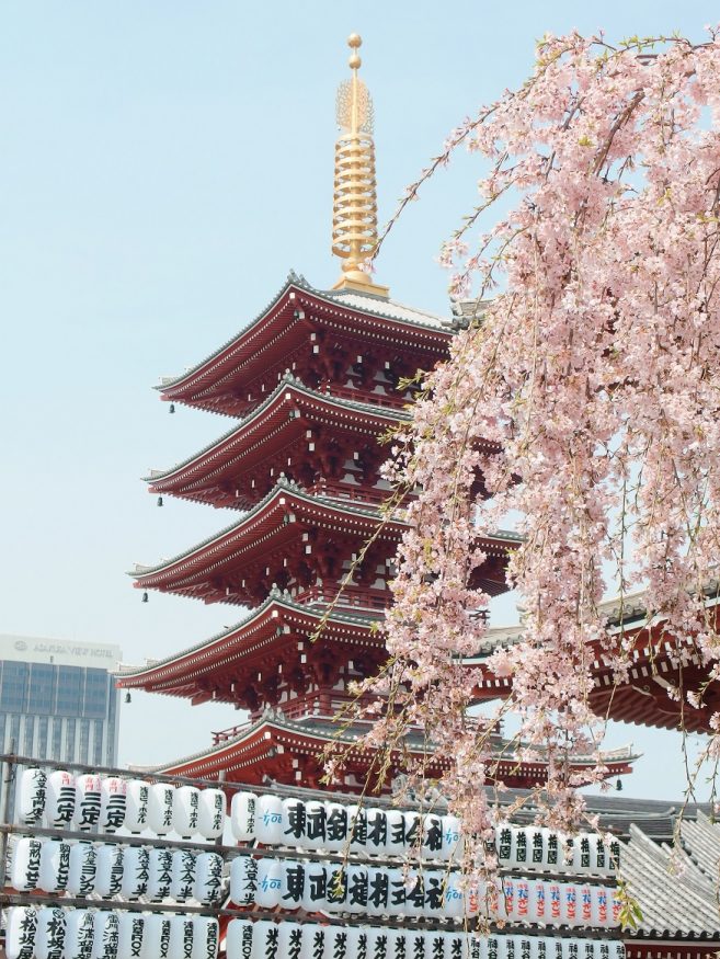 Where to stay in Tokyo - temple and cherry tree