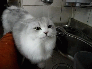 Cat drinking water from a tap - Weird museums