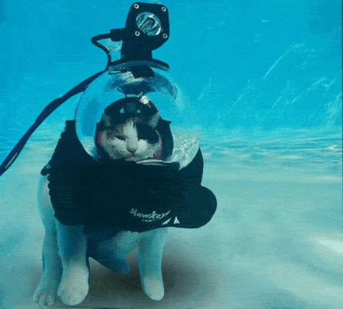 Cat under water - Weird museums