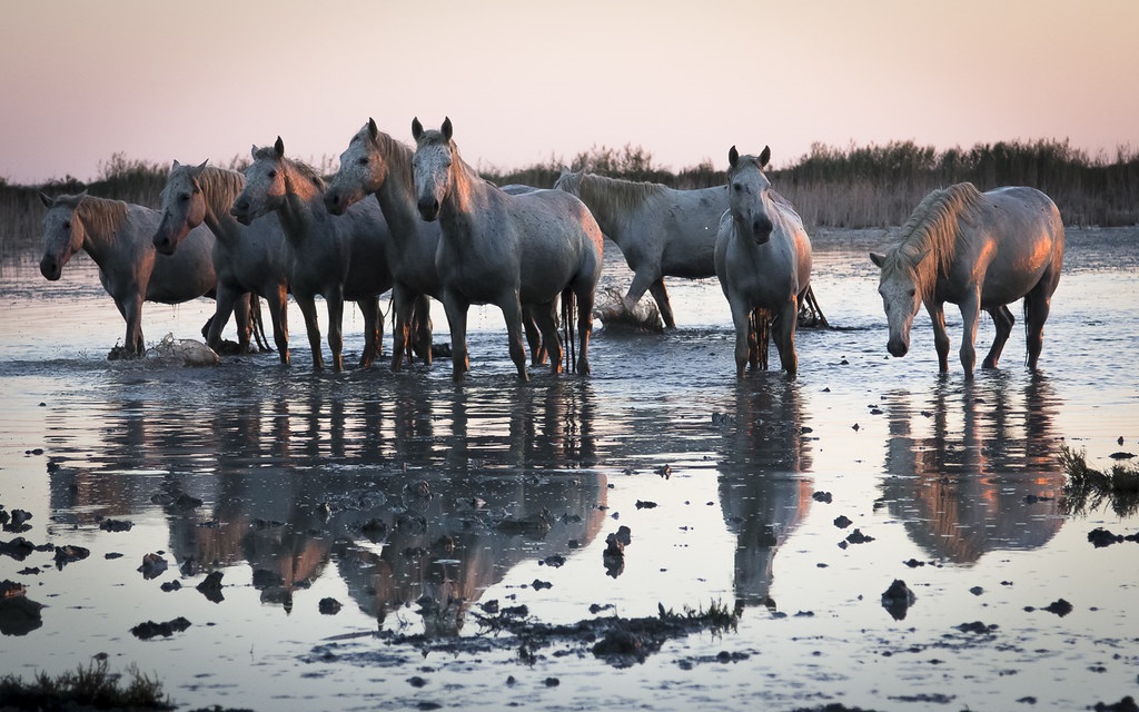 Road trip France - camargue @piccolomina via Flickr