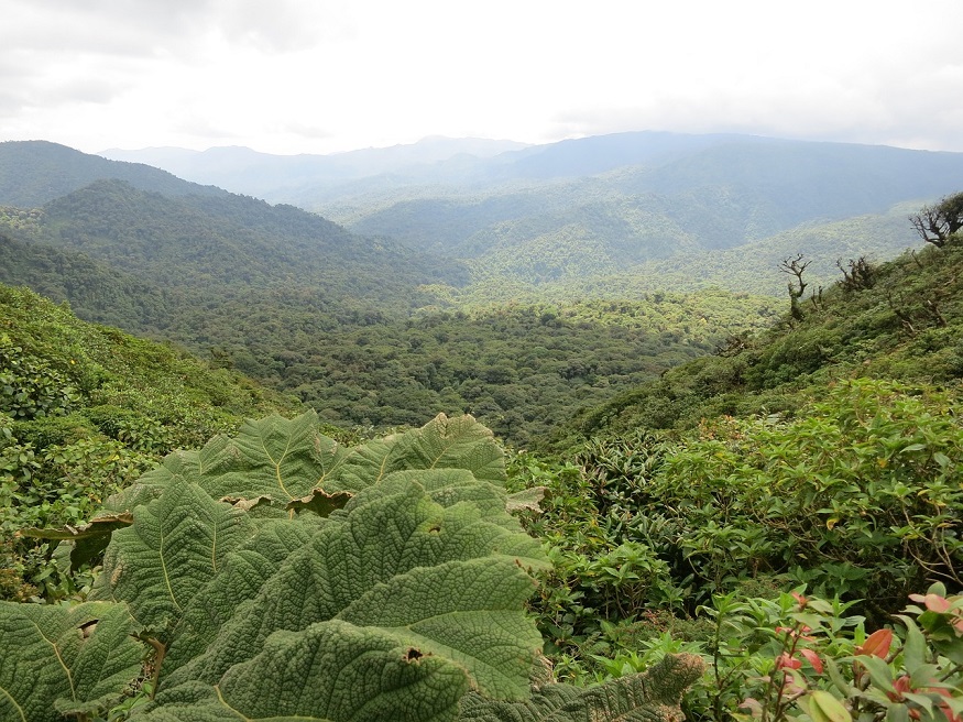 backpacking central america - greenery