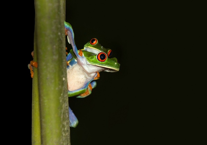 backpacking central america - 2 frogs climbing a stem