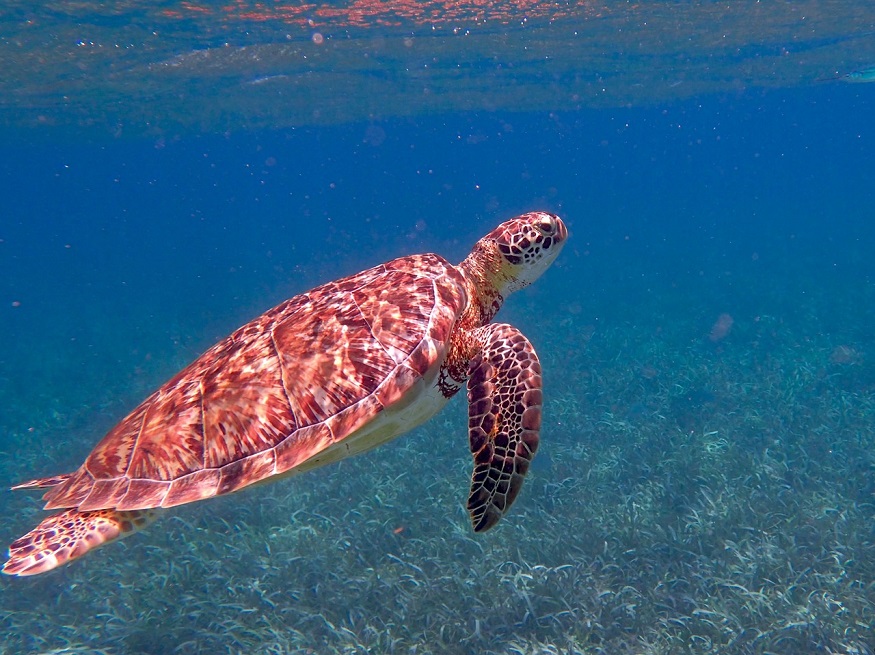 backpacking central america - turtle swimming in the sea