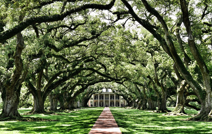 where to stay in new orleans, a path with tunnel of trees in the garden district
