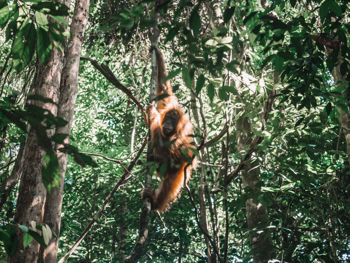 insel sumatra - Ein Wilder Affe im Nationalpark auf Sumatra