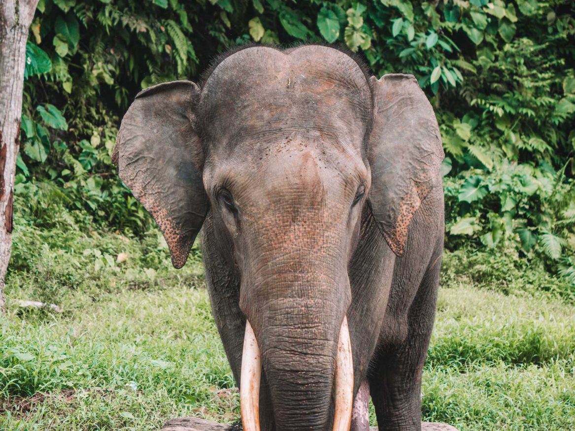 insel sumatra - ein Elefant im Dschungel von Sumatra