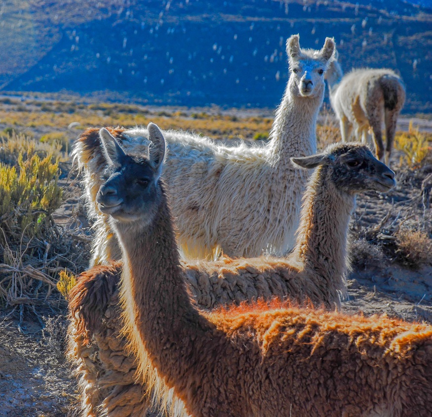 backapcking chile, llamas standing around