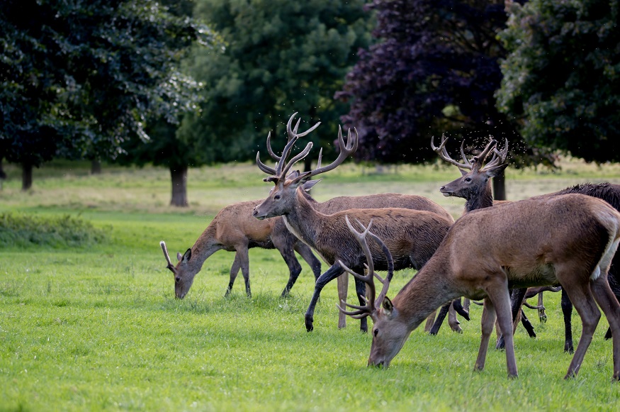 nottingham on a budget, deer eating grass in Wollaton park