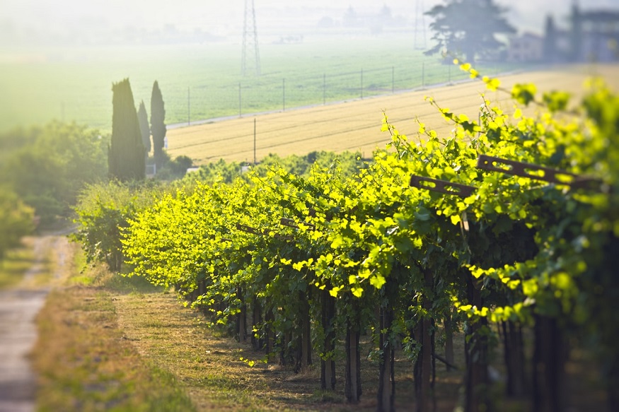 things to do in verona, Vineyards in Verona