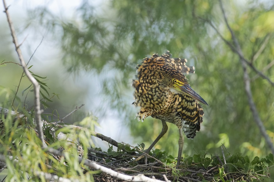best places to visit in Argentina, a bird in the Iberá Wetlands