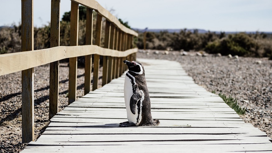 best places to visit in Argentina, penguin sitting on a wooden walkway