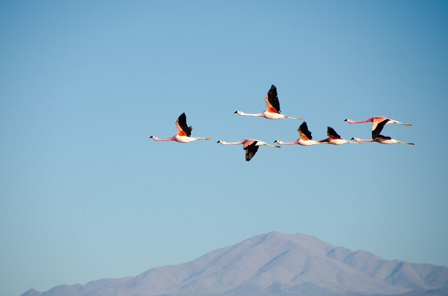 best places to visit in colombia, flamingos flying with a mountain in the background