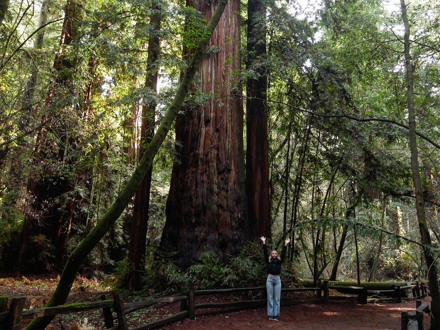 backpacking california, Henry Cowell Redwoods State Park