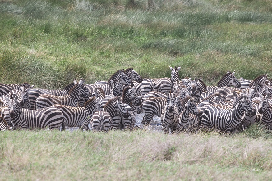 how to cure wanderlust, zebras in the wild