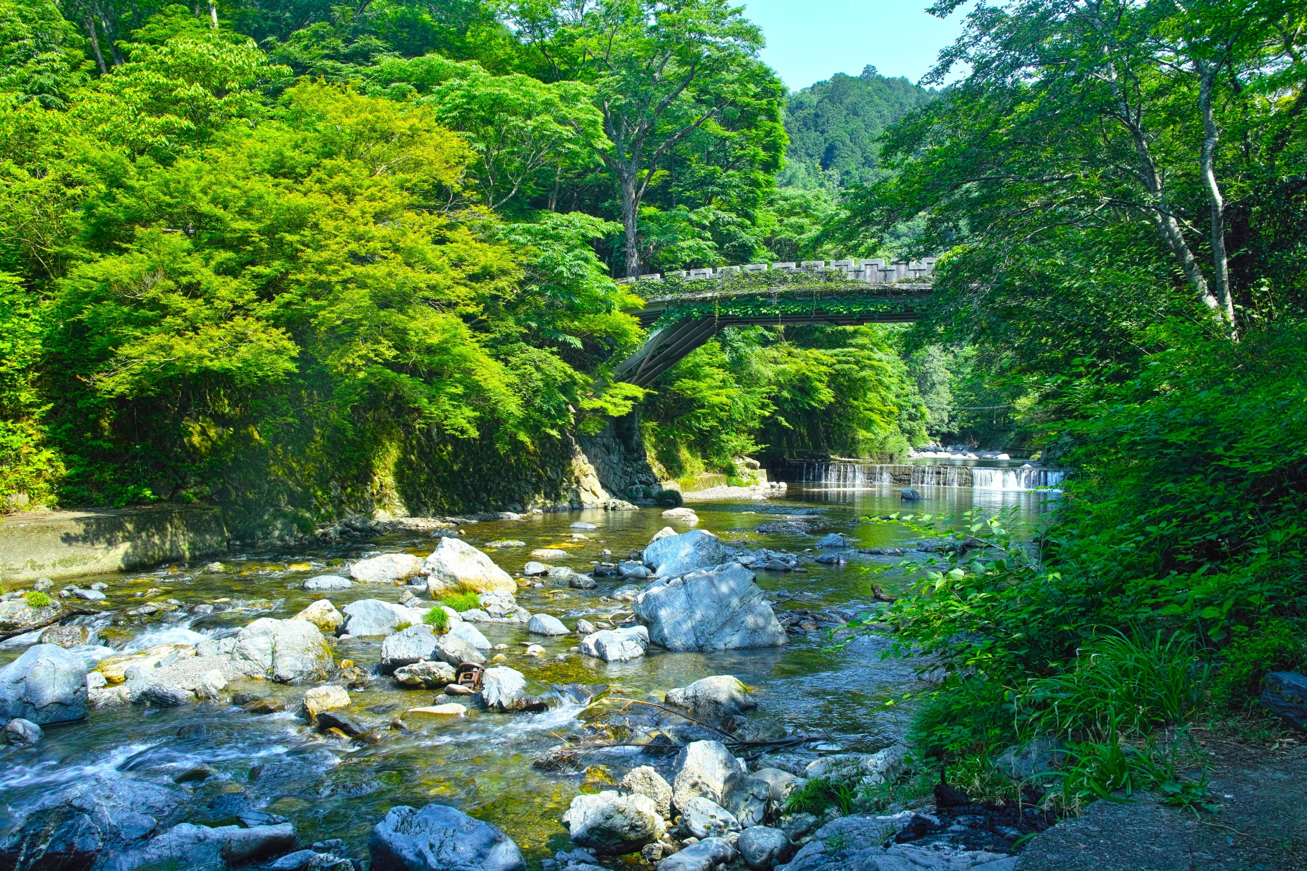 Blue maple and kinrei bridge of Kyoto Kiyotaki