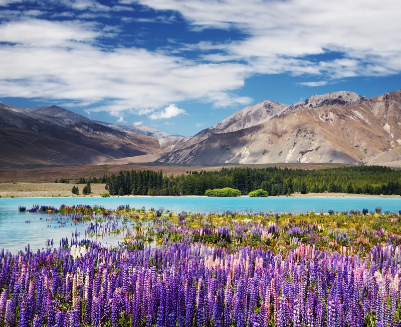 Lake Tekapo, New Zealand Mountain Landscape with Flowering Lupins - Safest Countries for Solo Female Travelers