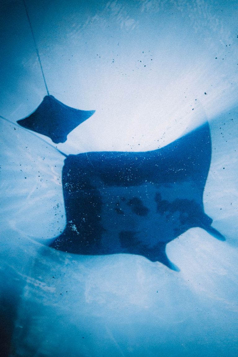 Manta rays