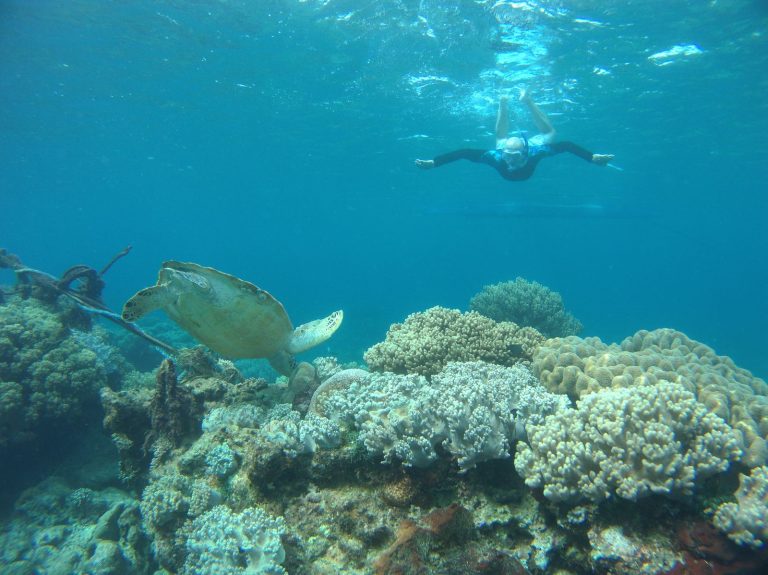Turtle snorkel