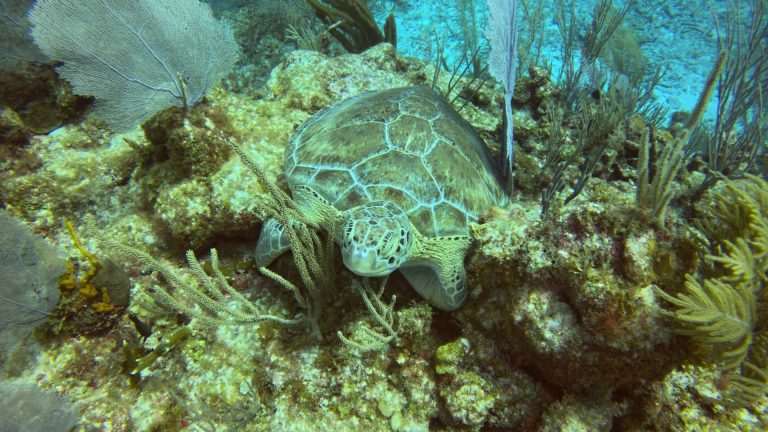 Akumal