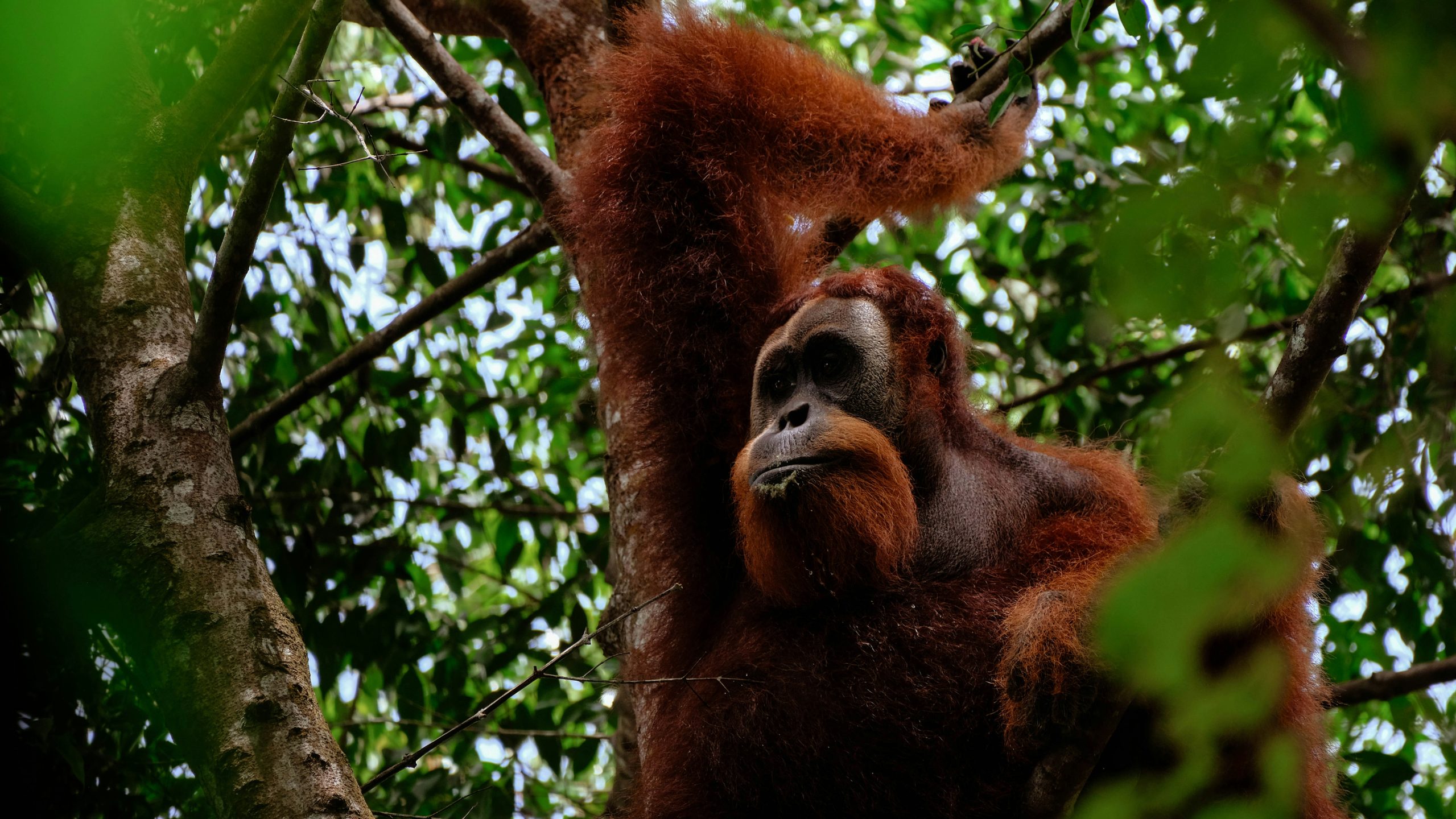 Bukit Lawang