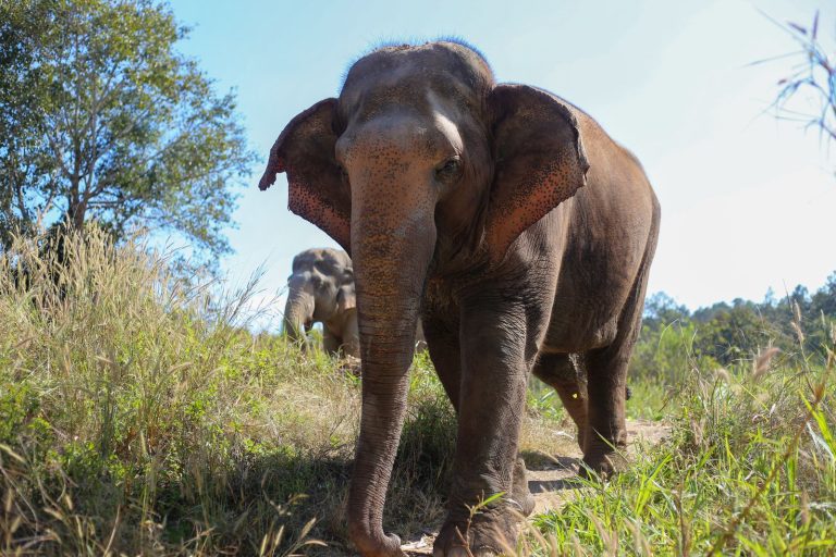 Elephant sanctuary