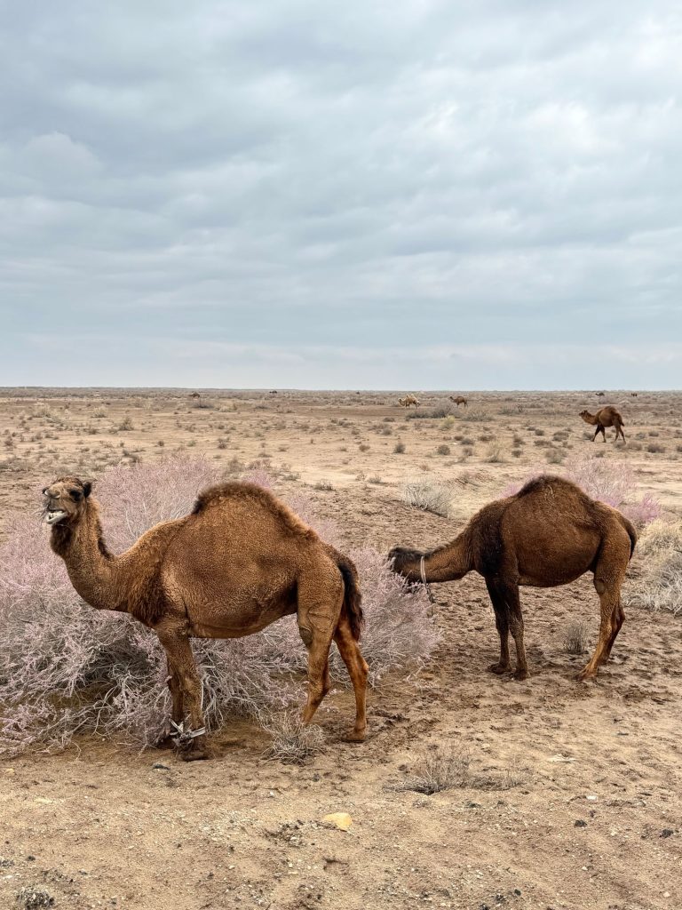 Desert yurt camp